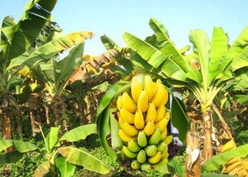 नेपालमा पहिलो पटक केरामा फेला पर्‍यो ‘पानामा’ रोग