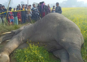 झापाको तोरीबारीमा हात्ती मृत फेला